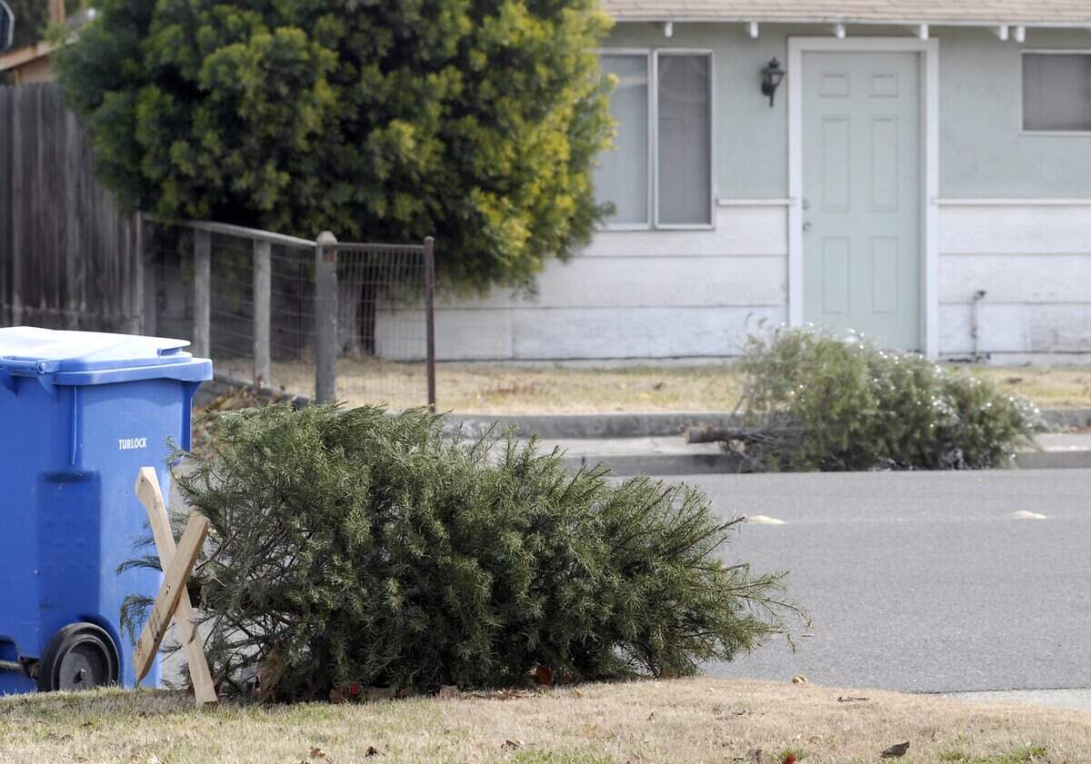 These Christmas trees were out on the street.