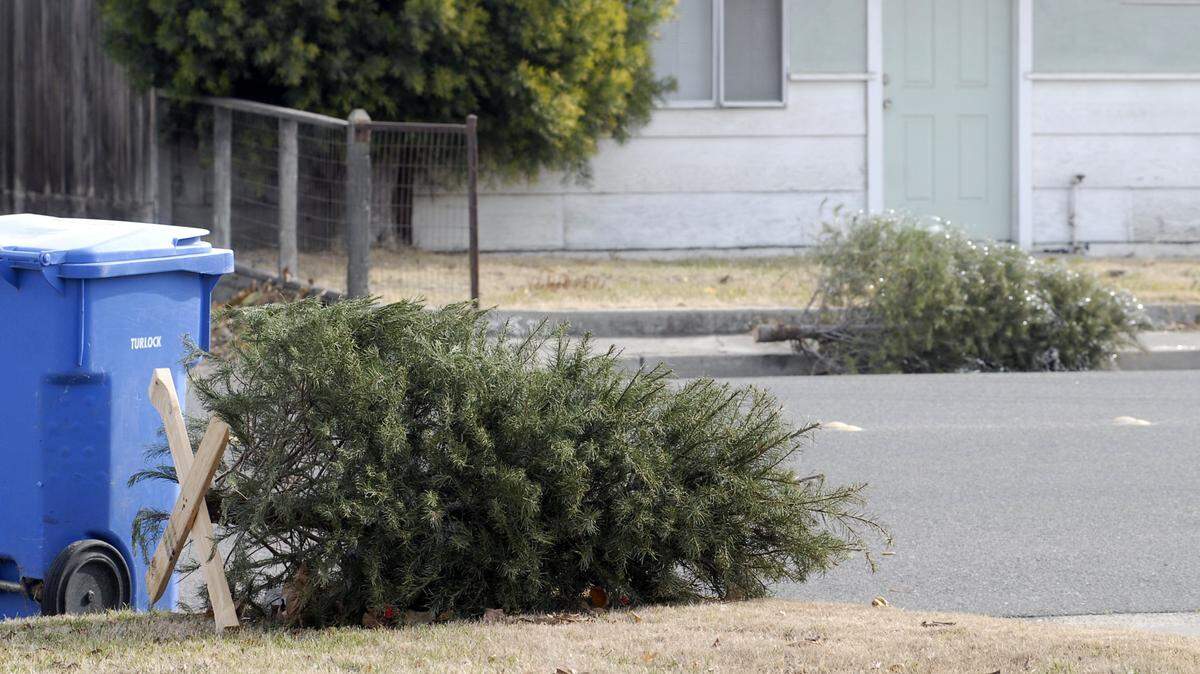 Take down the Christmas tree. These trees were out on the street Thursday, December 27, 2007 on N. Palm Ave., in Turlock. (Debbie Noda/The Modesto Bee)