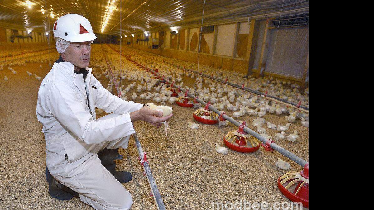 DN Foster farms anniversary
