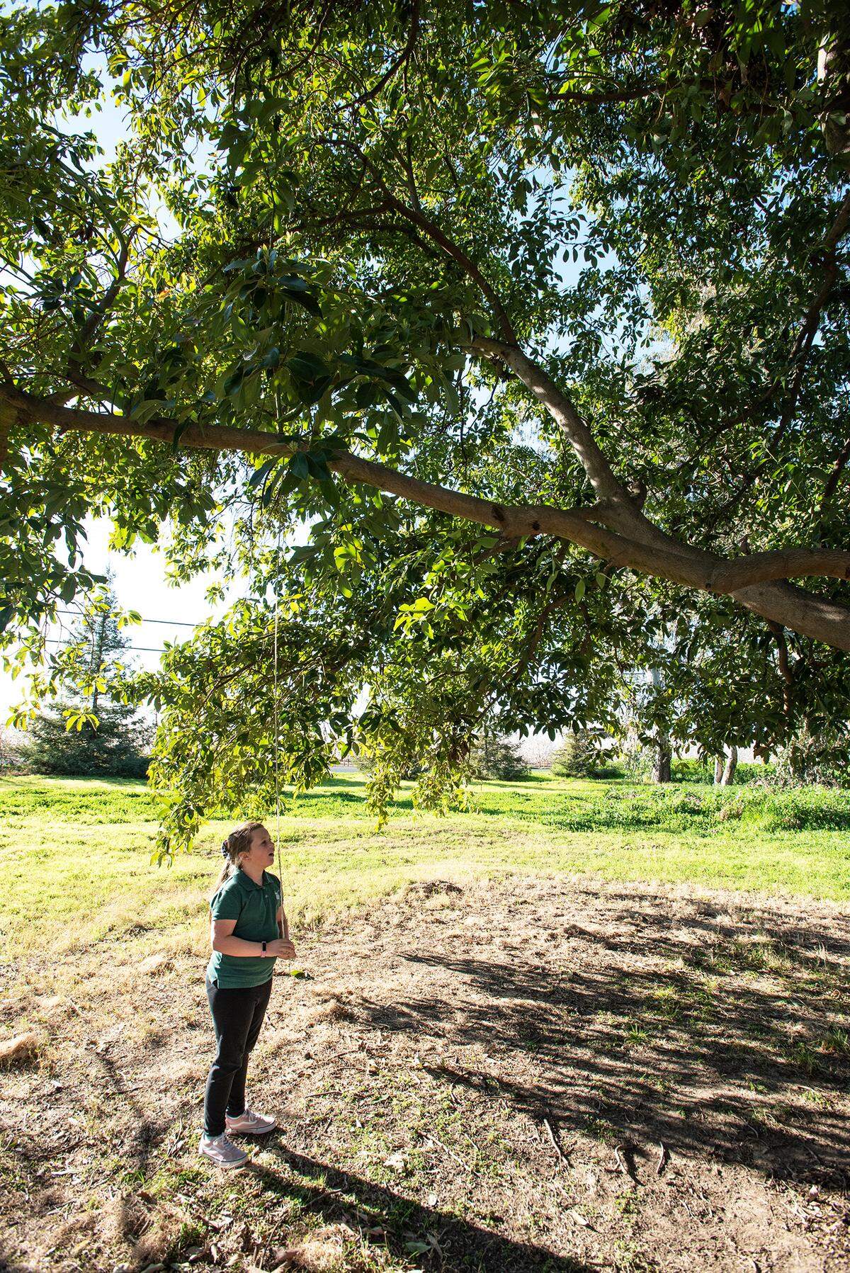 Tatum Sexton, 7, looks under the canopy of the family avocado tree in Modesto, Calif., on Wednesday, Feb. 16, 2022. The 40-foot tree has been on the family property for 55-years.