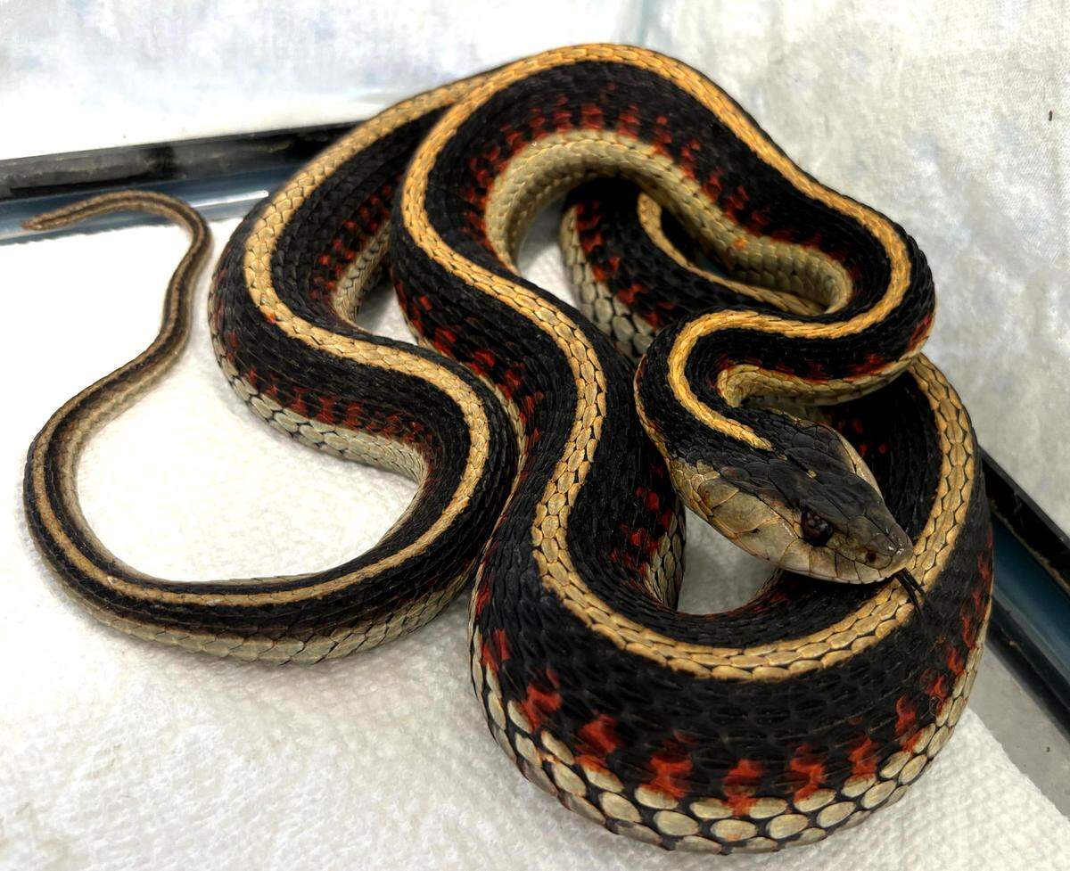 A pregnant California red-sided garter snake was brought into the Stanislaus Wildlife Care Center on Friday, June 28.