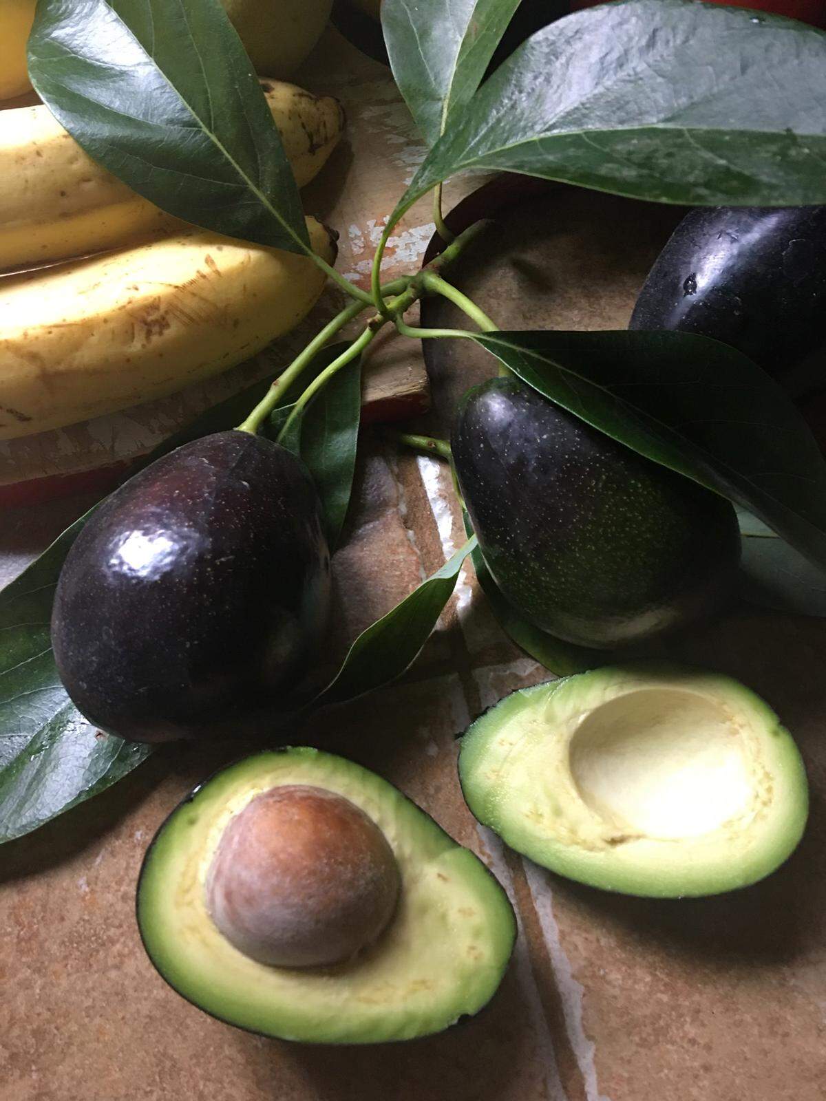 Puebla avocados from the Sexton family tree. The fruit is harvested in October.