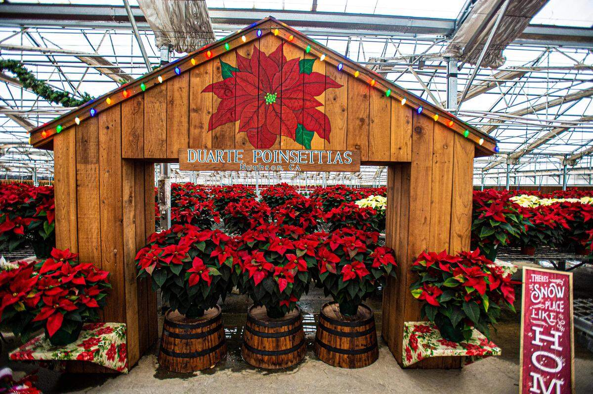 A vast selection of beautiful poinsettias can be seen at Duarte Farms, pictured here on Monday, Dec. 2, 2019, in Hughson, California.