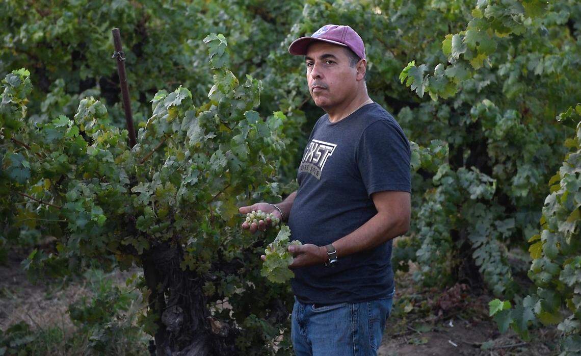 El ex astronauta de la NASA José Hernández prueba un puñado de sus uvas de vino blanco en Acampo, California, el lunes 5 de septiembre de 2022.