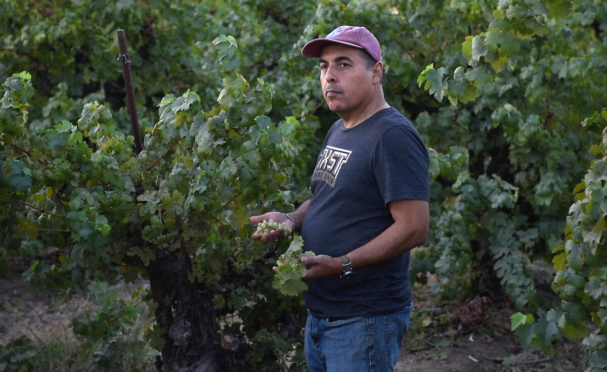 Former NASA astronaut Jose Hernandez samples a handful of his white wine grapes in Acampo, Calif., on Monday, Sept. 5, 2022.
