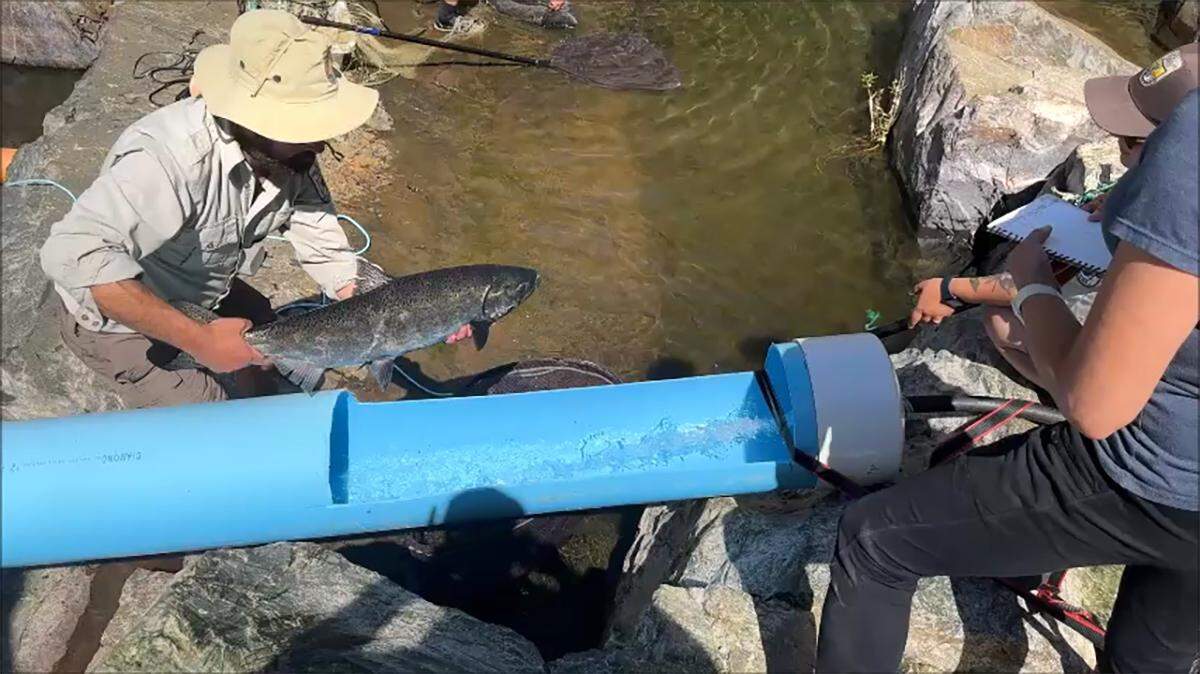 Salmon were moved to a cooler spot for spawning on the Tuolumne River in spring 2025. The river has long had a fall run but got strays from the San Joaquin River Restoration Program. Water suppliers had help on the effort from the California Department of Fish and Wildlife and consultants at Fishbio.