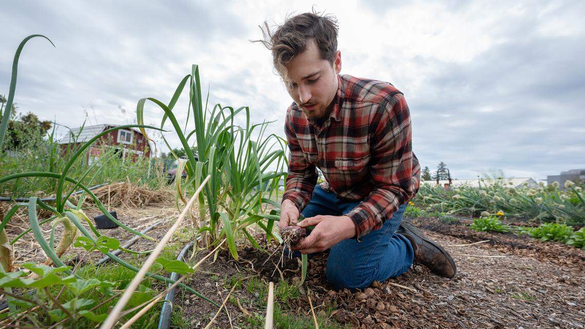 Ag business student Flint McGrath pulls up some garlic in the campus sustainable garden at California State University, Stanislaus in Turlock, Calif., Wednesday, March 27, 2024. McGrath helps harvest in support of the monthly farmers market on campus.