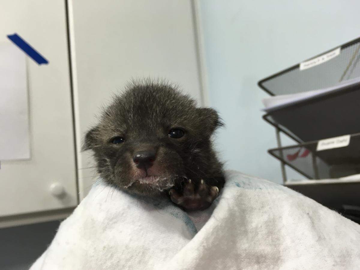 A very small dust-colored baby fox peeks out from a blanket, milk still on it’s mouth.