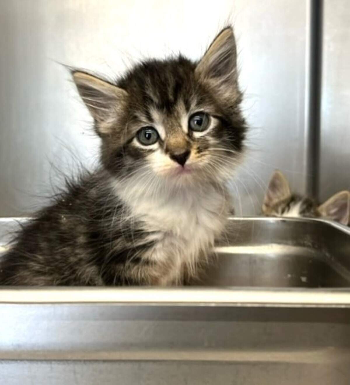 A kitten under the care of Oakdale Animal Services Shelter.