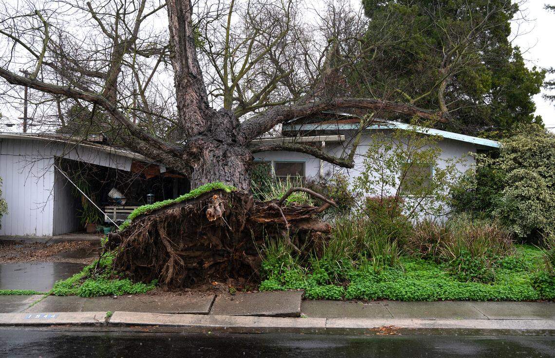 A tree fell on a house at 1544 Bronson Avenue in Modesto, Calif., Thursday, Jan. 5, 2023.