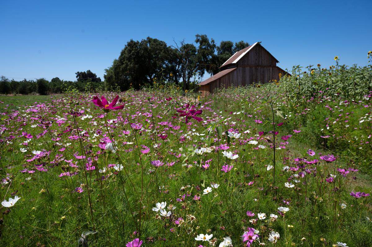 Cosmos flower garden at Old Tim Bell Farm in Waterford, Calif., Friday, June 28, 2024.