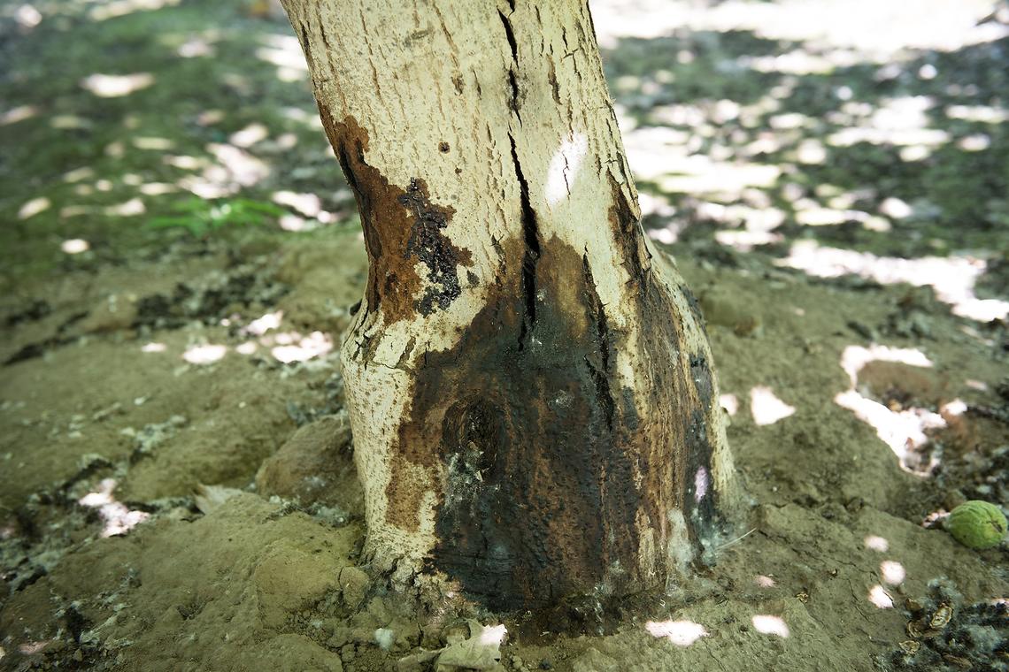 A walnut tree is infected with a fungus from being saturated by river water at Barton Ranch in Ripon in Calif., Friday, July 27, 2018. 