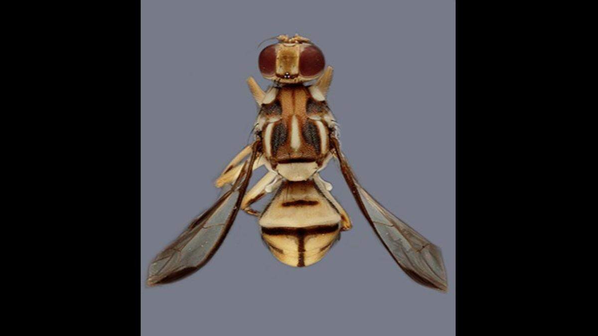 Tau fruit flies were found in Los Angeles County. They are considered an invasive species.