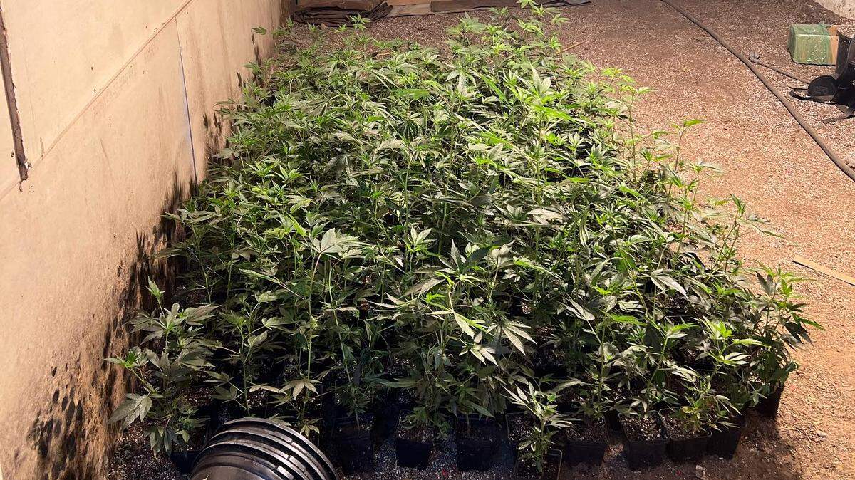 Stanislaus County Sheriff Jeff Dirkse posted on Facebook this photo taken Friday when a search warrant was served at an illegal marijuana grow on the 900 block of Lenore Court in Modesto.