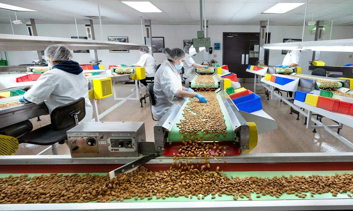 Workers sort almonds during on of the final stages of sorting at the Stewart & Jasper Orchards almond processing in Newman, Wednesday, Oct. 9, 2024.