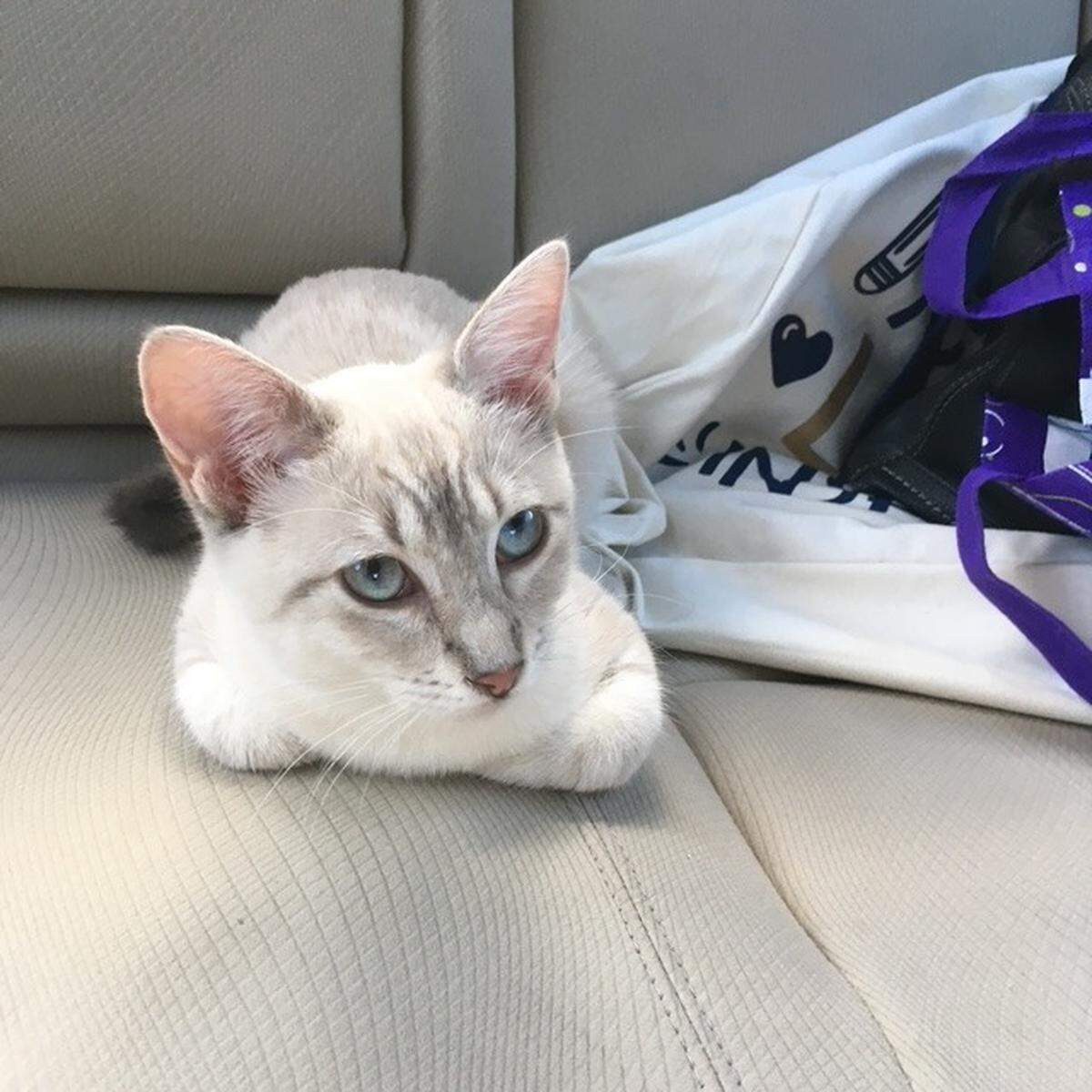 The final votes are in, and Modesto Bee readers have crowned Stanislaus County’s cutest cat.