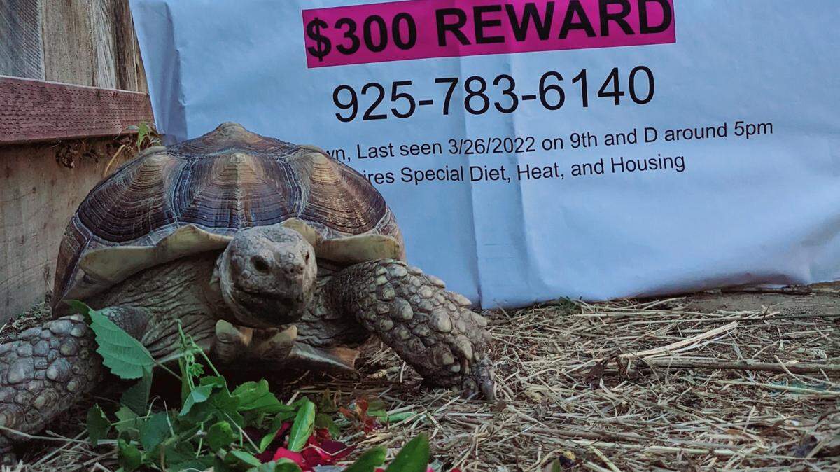 Squirt the tortoise is pictured with a poster advertising a reward for his return. Goulet later increased the offer to $500.