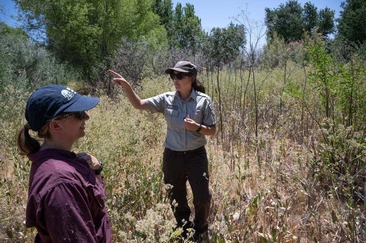 U.S. Fish and Wildlife biologist Fumika Takahashi, right, and Restoration Science Ecologist Haley Mirts from River Partners point out areas where the riparian woodrat has been found at the San Joaquin National Wildlife Refuge near Grayson,Thursday, June 12, 2025.