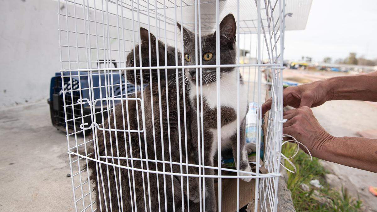 In this file photo, two cats sit in a temporary carrier in Turlock, Calif., on Thursday, March 18, 2021.
