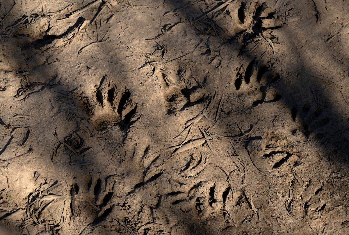 Beaver tracks on a dirt road at Dos Rios State Park.