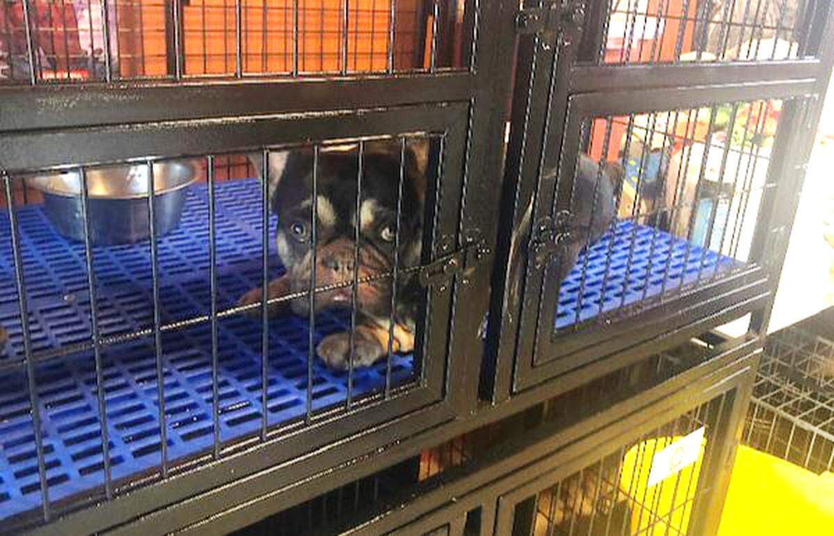 An investigation led to the arrest of a man who was breeding and allegedly performing illegal c-sections on dogs in Lathrop.