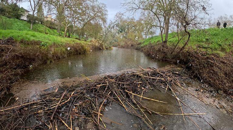 Pictures: Beaver activity on Dry Creek in Modesto