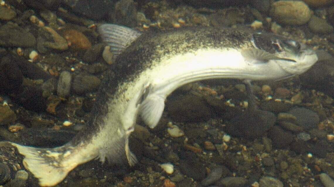Salmon swimming past Oakdale could get better spawning habitat. How to weigh in