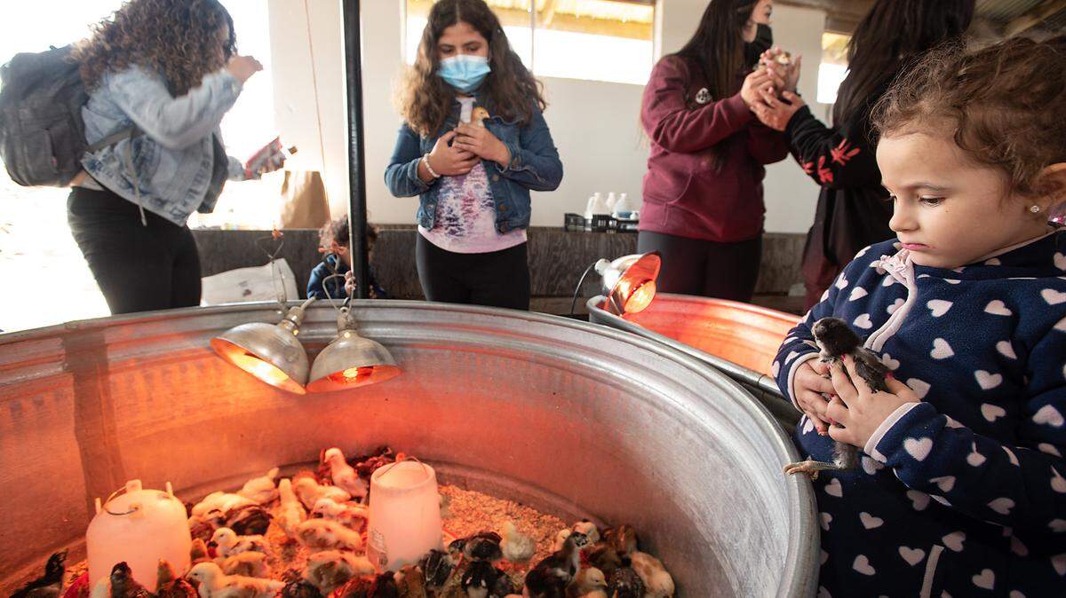 Bella Hernandez, 4, holds a chick during Baby Animal Days at Dutch Hollow Farms in Modesto, Calif., on Saturday, March 20, 2021.