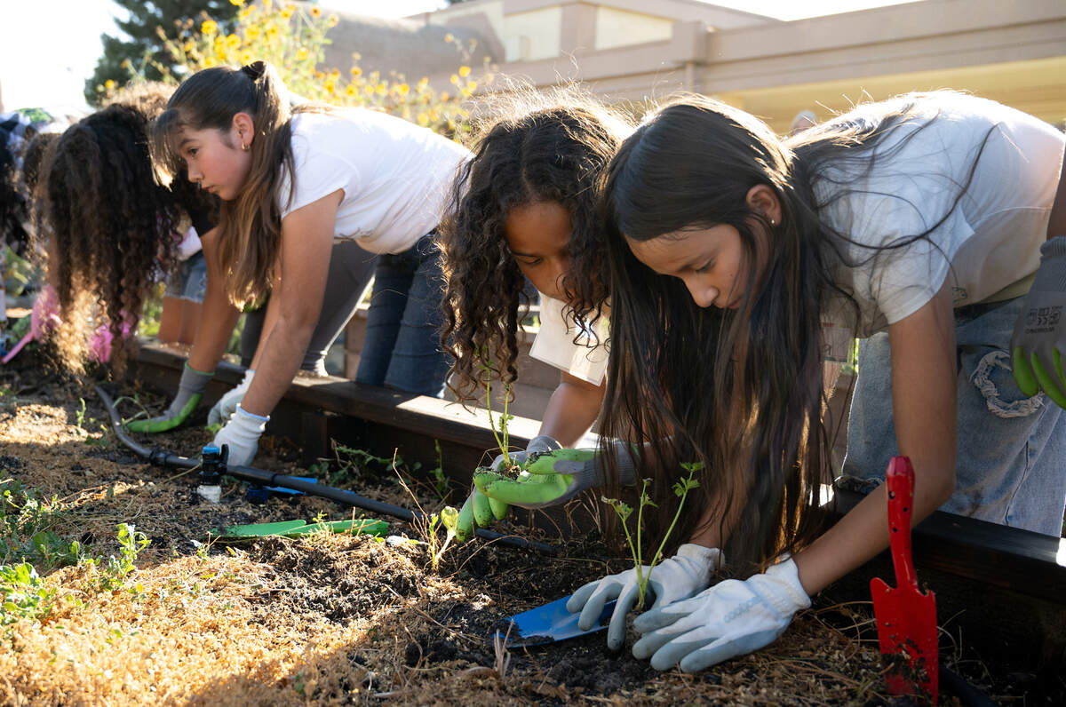 Fourth graders Sophia Fuentes, right, and Aubrey Shepard, middle, plant celery with other students as part of the Junior Farmer program at Empire Elementary School in Empire, Friday, Oct. 4, 2024.