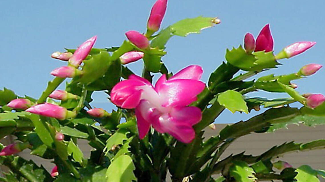 The Plant Lady: Merry Christmas! Here’s how to take care of that cactus you just got