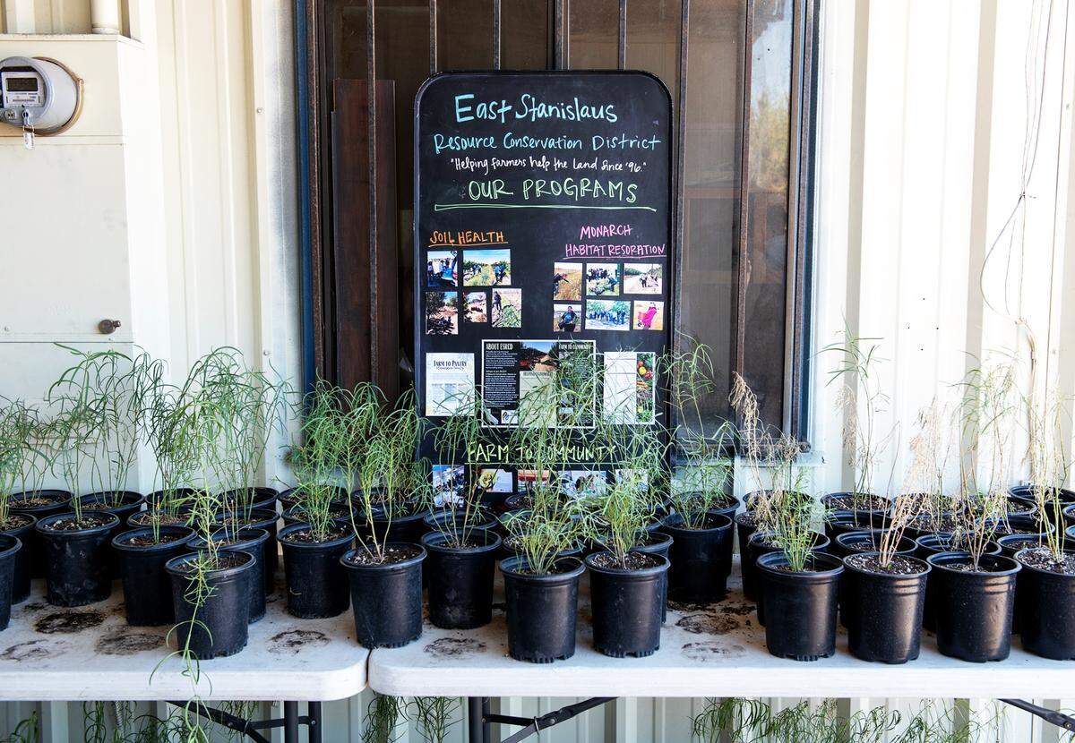 Milkweed plants at the SOILS Center in Ceres, Calif., on Thursday, September 22, 2022. The SOILS Center name stands for Stewardship of Irrigated Lands and Soil. The center and will educate landowners on soil and water management, and conduct community programs.