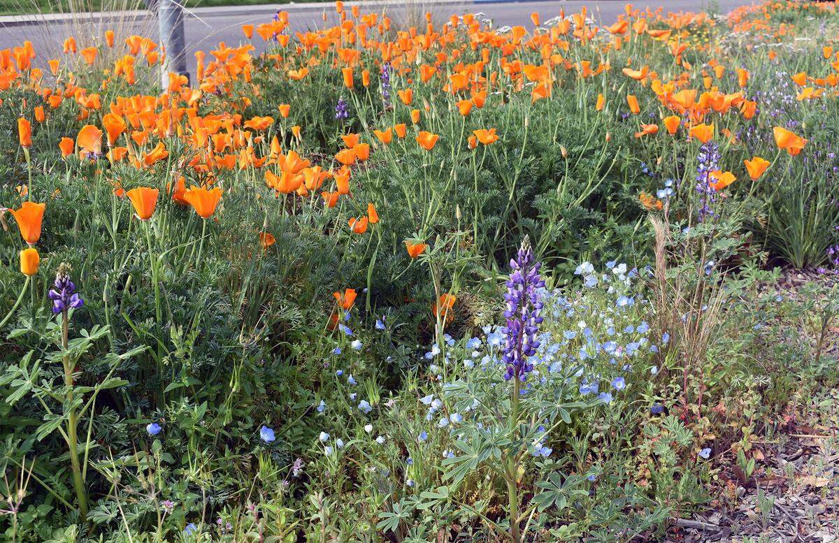 The first Modesto Pollinator Festival was in 2019 at the La Loma Native Plant Garden.