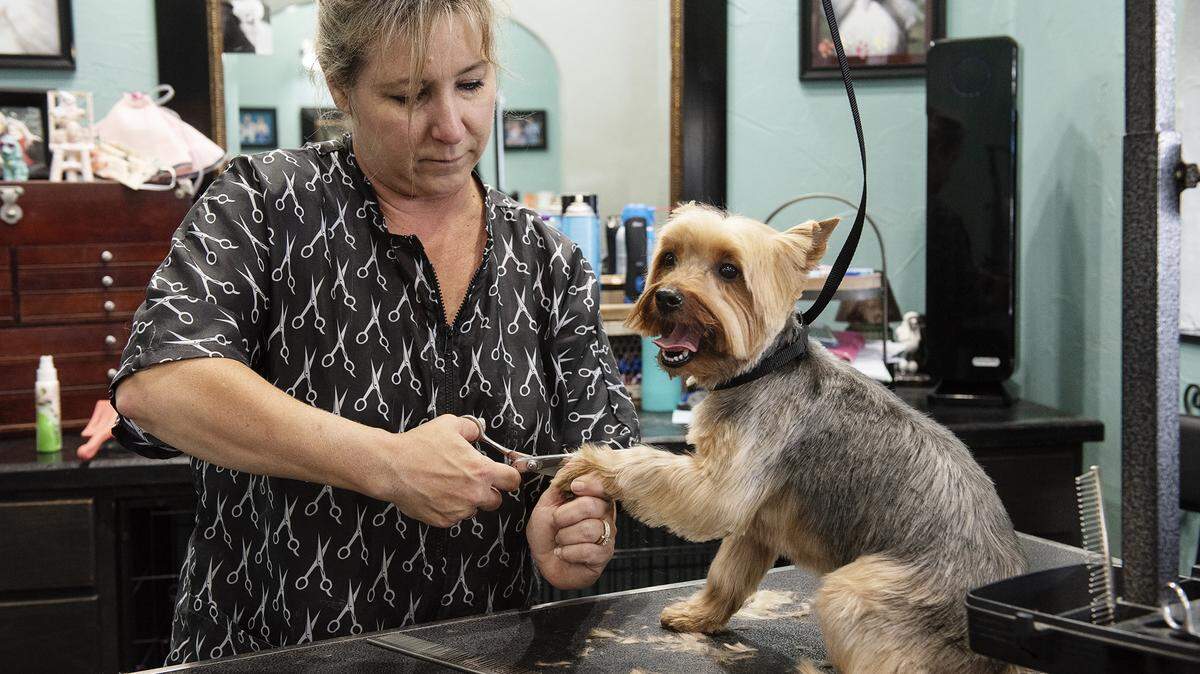 Owner Sharon Shimmel grooms a Yorkshire terrier at Yuppy Puppy dog grooming in Modesto, Calif., on Thursday, May 14, 2020.