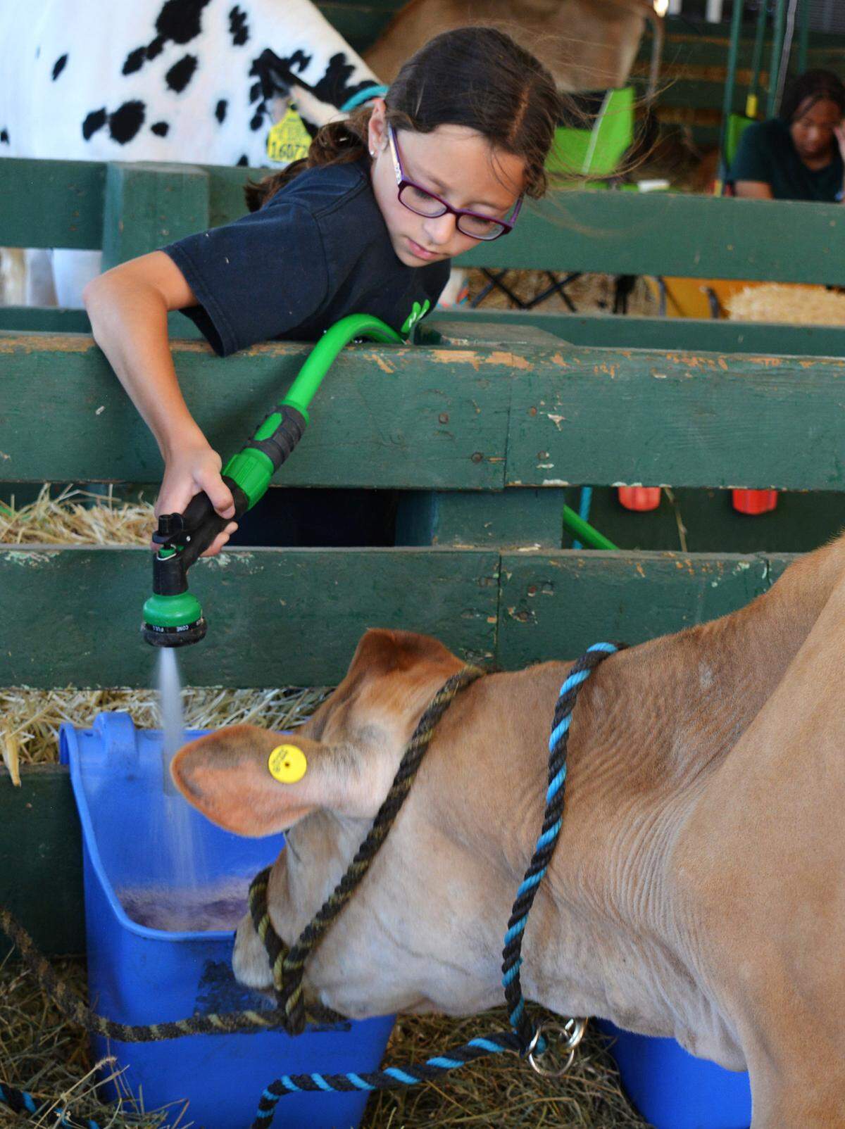 Newman 4-H member Marlayna Barcellos provides water for a calf entered in the Stanislaus County Fair on July 7, 2021. The fair has a pandemic-reduced run over three weekends, starting July 9.