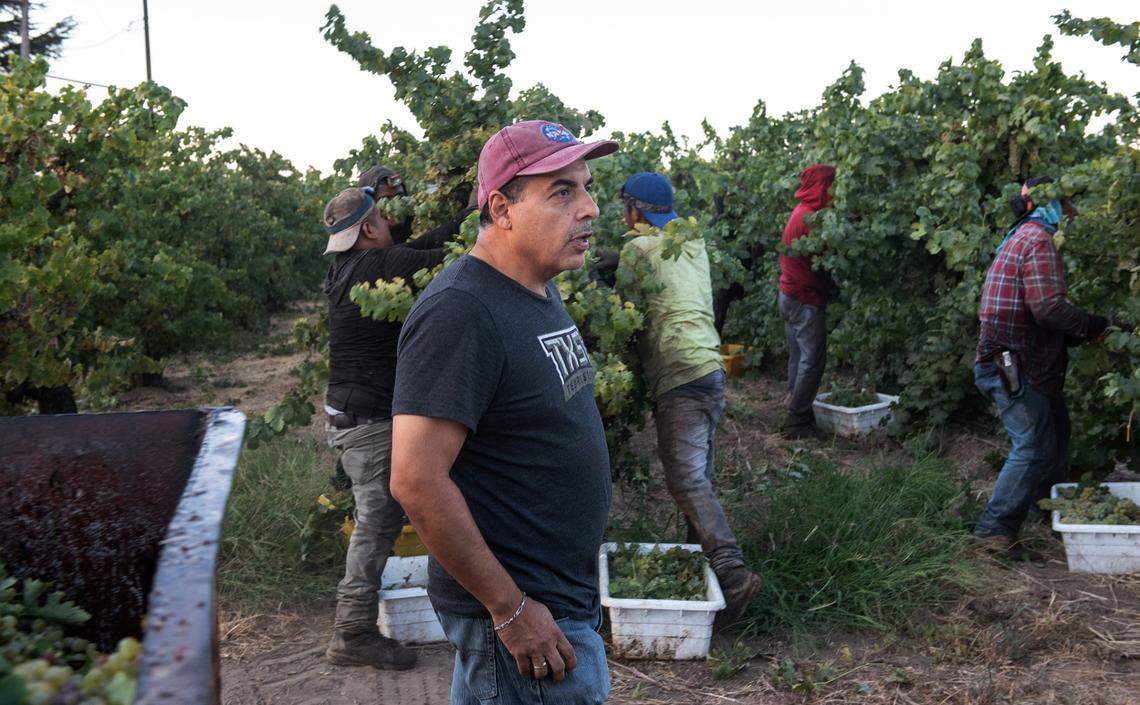 El ex astronauta de la NASA José Hernández, a la derecha, supervisa la cosecha de sus uvas de vino blanco durante las primeras horas de la mañana en Acampo, California, el lunes 5 de septiembre de 2022.