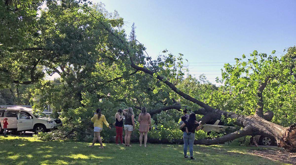 Bystanders get a closer look at the tree that fell on the Araquistain’s and Crane’s cars at John Muir Park on High street in Modesto, Calif. on May 11, 2019.