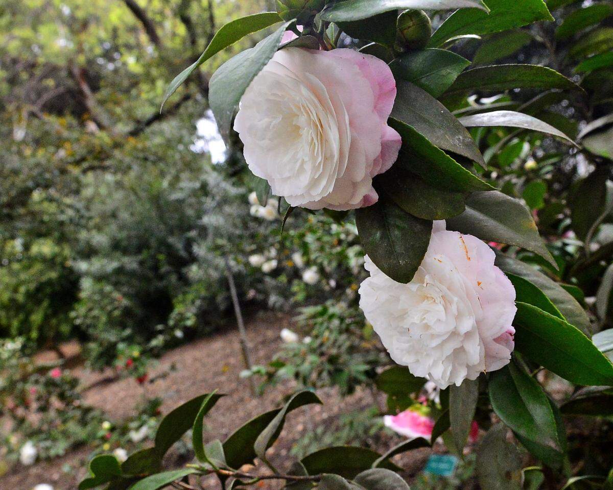The Nuccio’s Gem Camellia on display in the camellia garden at the Modesto Camellia Show at Gallow Winery in Modesto California on March 18, 2017.