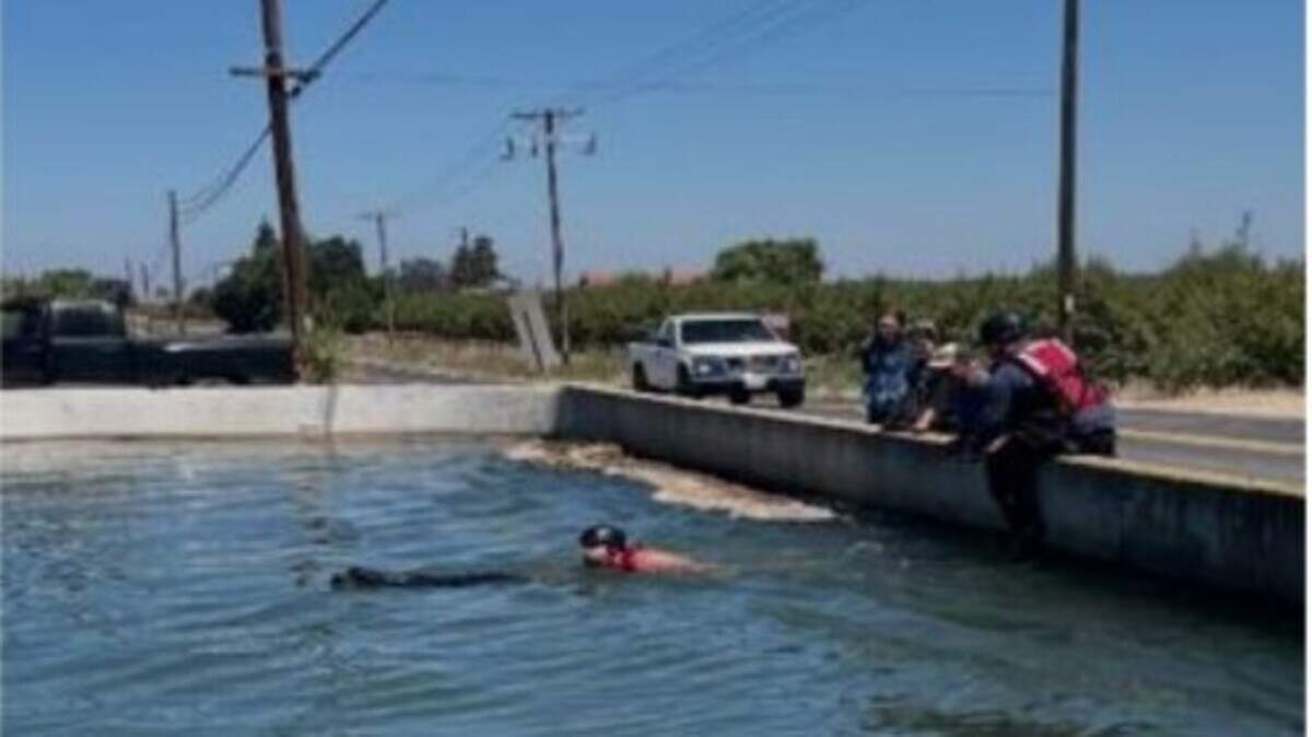 Two dogs stuck in a canal along Lake Road in Hickman on Wednesday afternoon were rescued by firefighters and a witness.