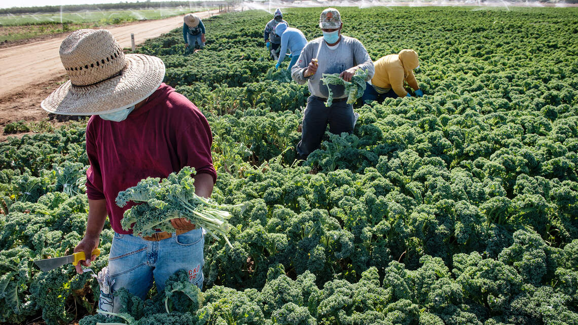 California farming country buckles under COVID-19. Will pandemic make or break the Valley?