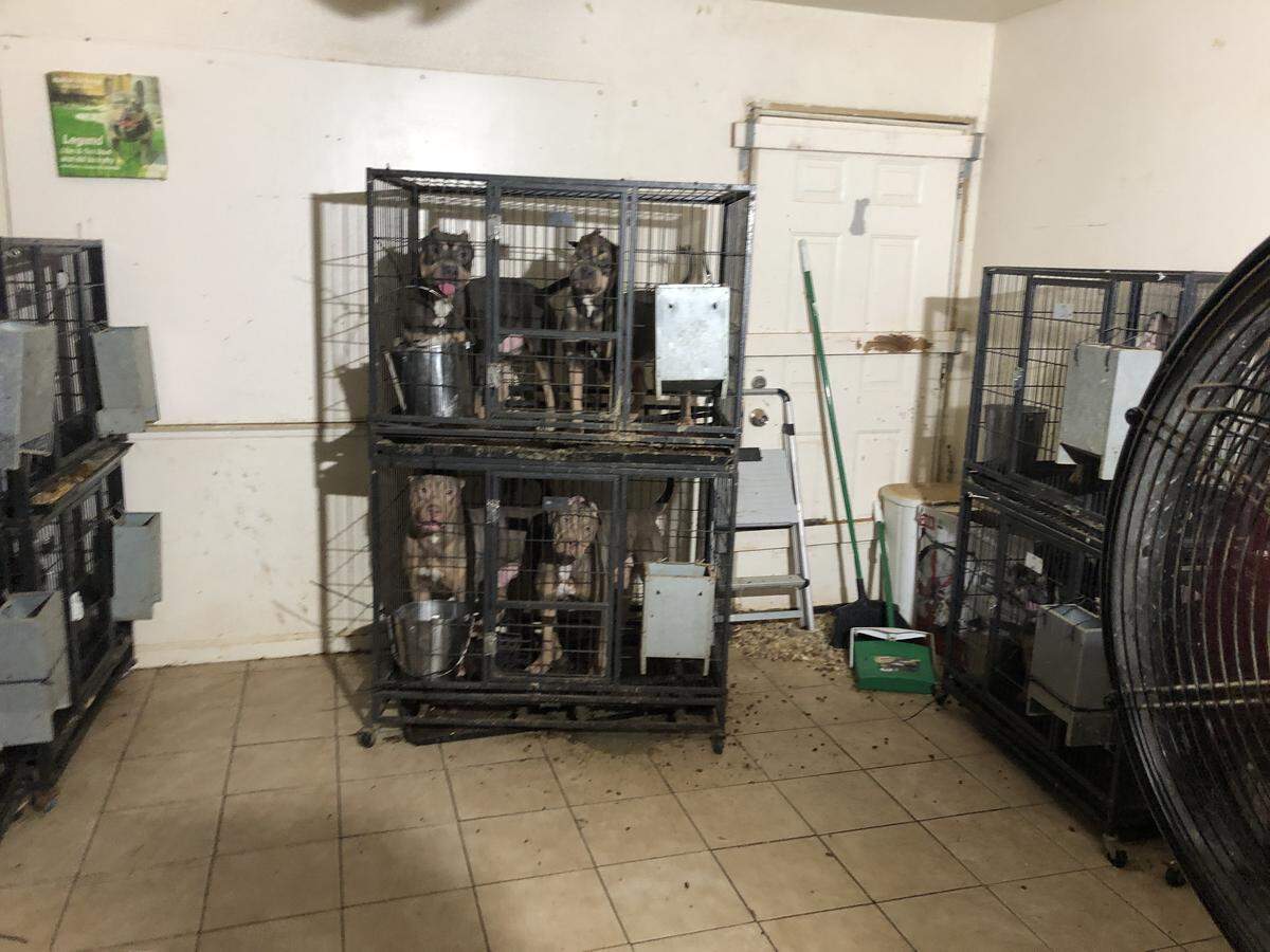 A room filled with cages housing multiple dogs is shown during a 2022 investigation that resulted in the seizure of approximately 150 dogs from a Modesto residence.