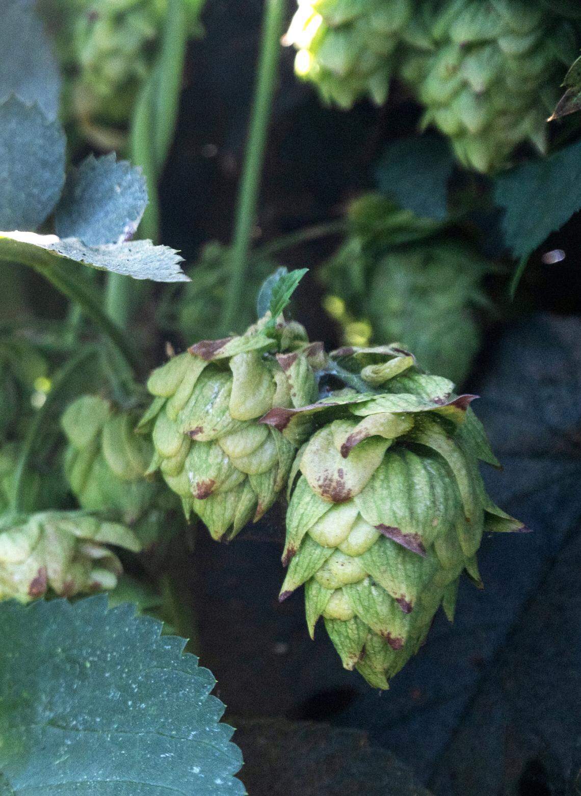 Cascade hops at the home of Henry VanderWeide III in Ripon, Calif., Friday, August 18, 2023.