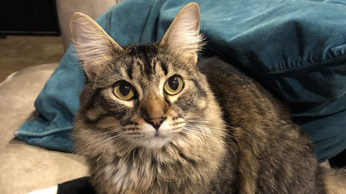 Muffin is a 5 year old Tabby mix living with another cat named Tiggs and three dogs. She is the pet of The Modesto Bee reporter Maria Luisa Figueroa. Though very cute, she will not be entered in the contest.