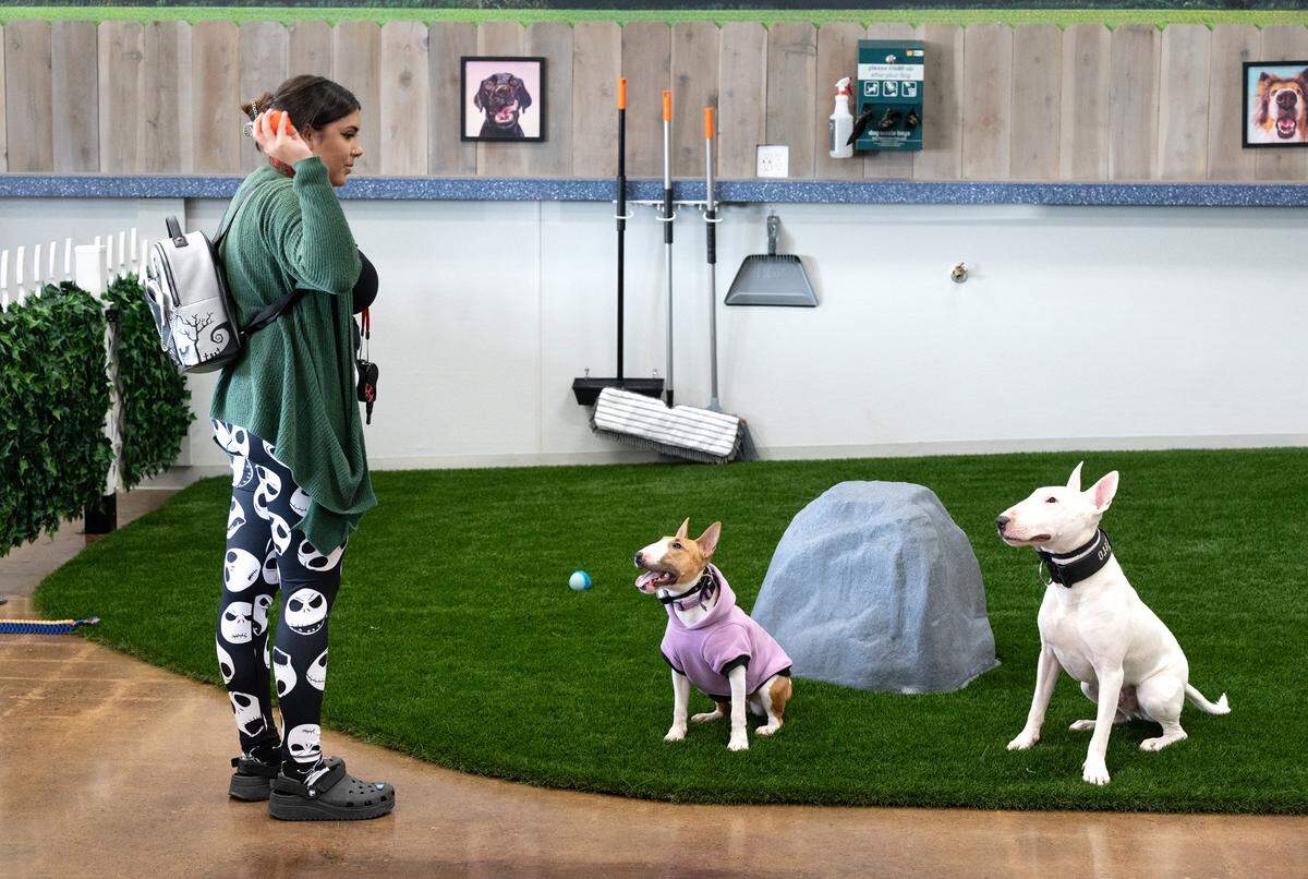 Zoe Huerta throws the ball for her dogs Zero and Twilight at Bark indoor dog park and tap room in Modesto, Calif., Thursday, Oct. 19, 2023.