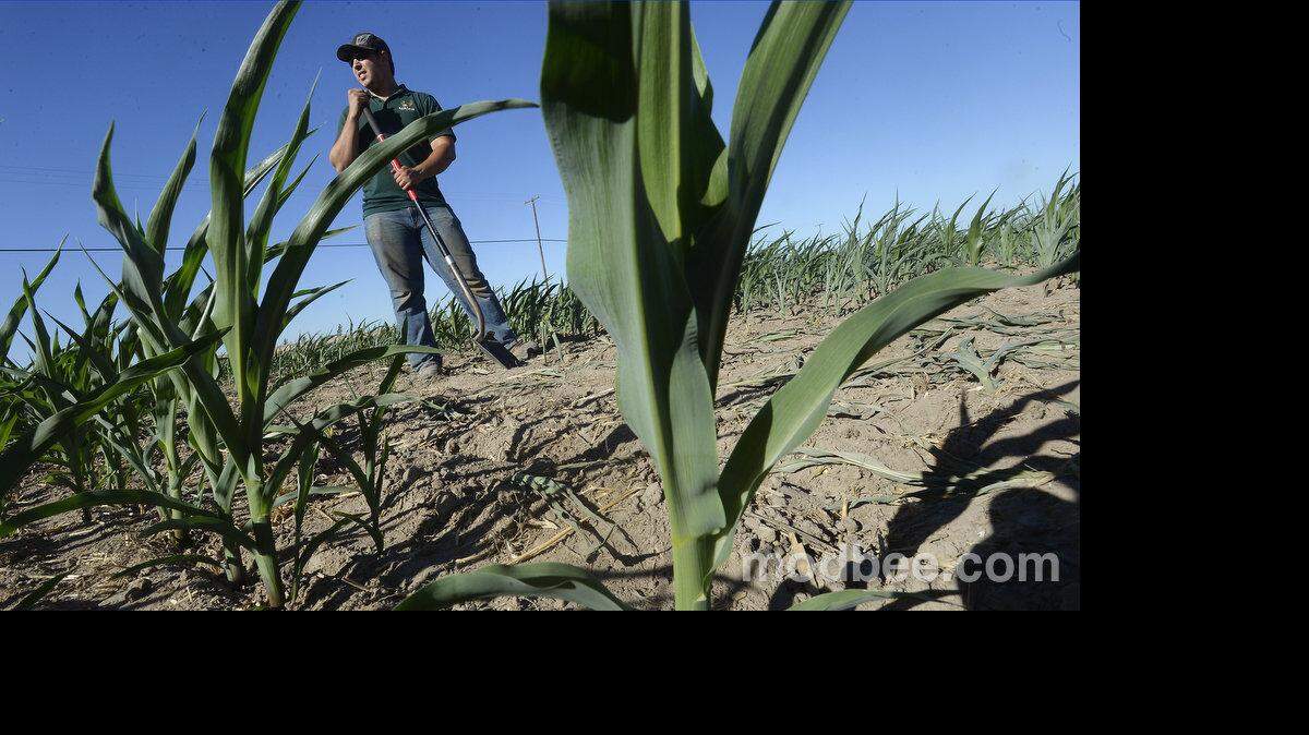 DN corn maze