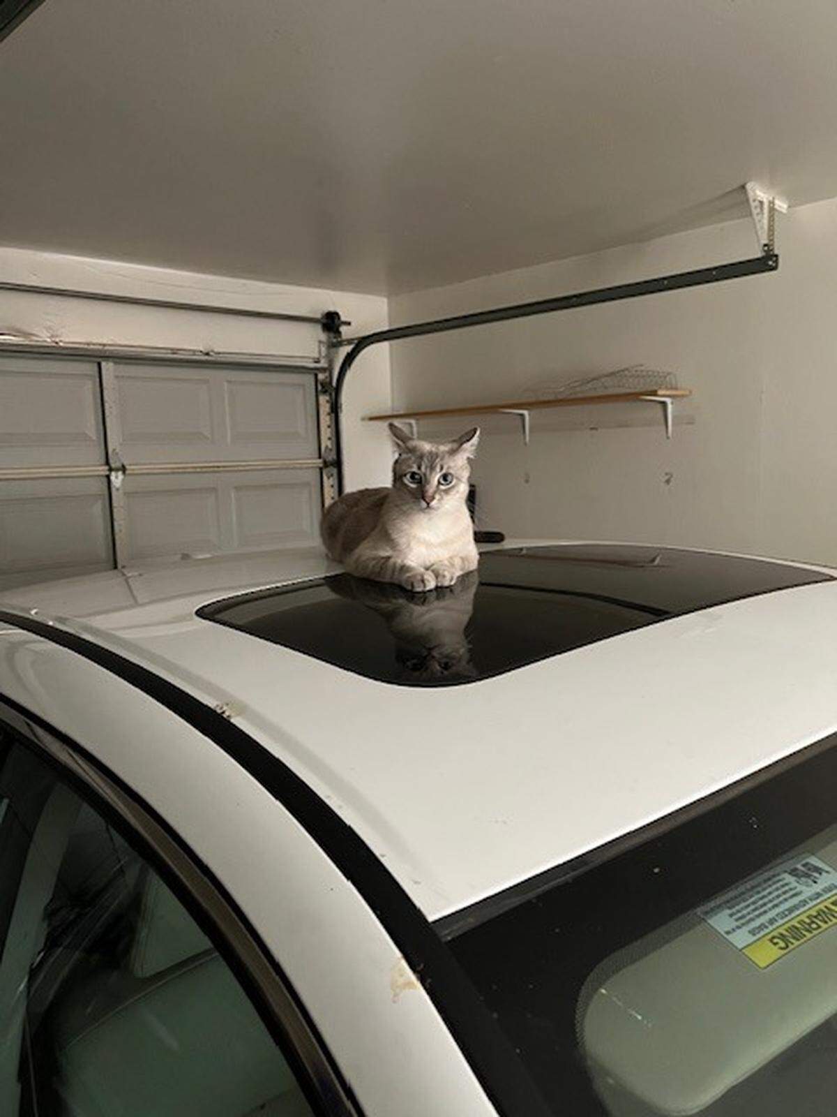 Napping is JoJo’s favorite pastime, even on top of the car.