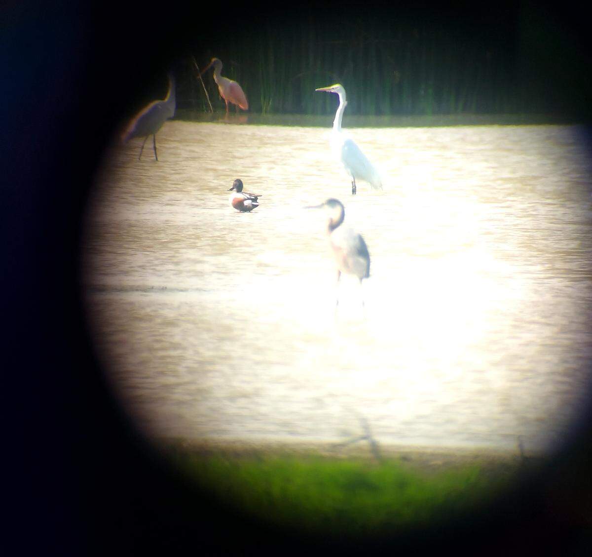 Jodi Smith was with a friend at the San Joaquin River National Wildlife Refuge west of Modesto on April 27 when they spotted a roseate spoonbill.