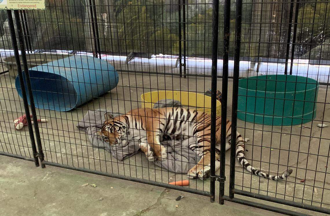 The tiger at the Stanislaus County Fair in the day before opening night