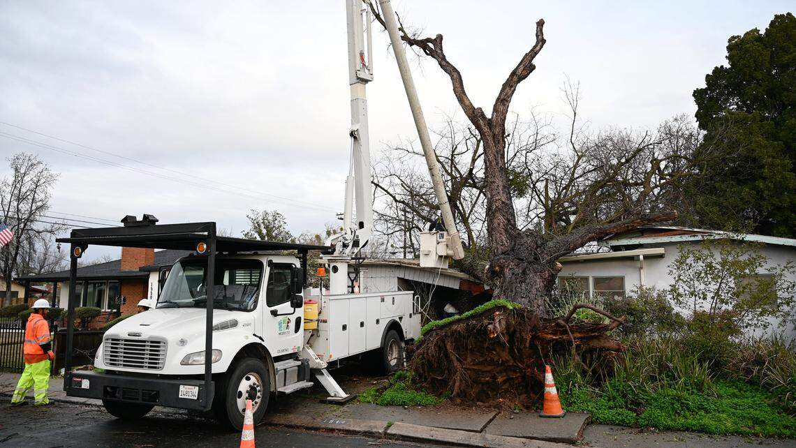 Modesto city crew begins the task of removing a silver maple from a home on Bronson Avenue in Modesto, Calif., Thursday, Jan. 5, 2023.