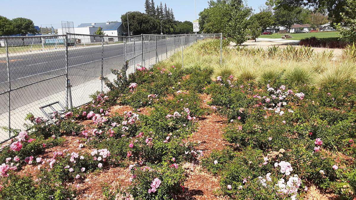 Modesto expects to reopen Roosevelt Park in late August, nearly two years after closing it for a storm-water project that included park upgrades, including new landscaping.