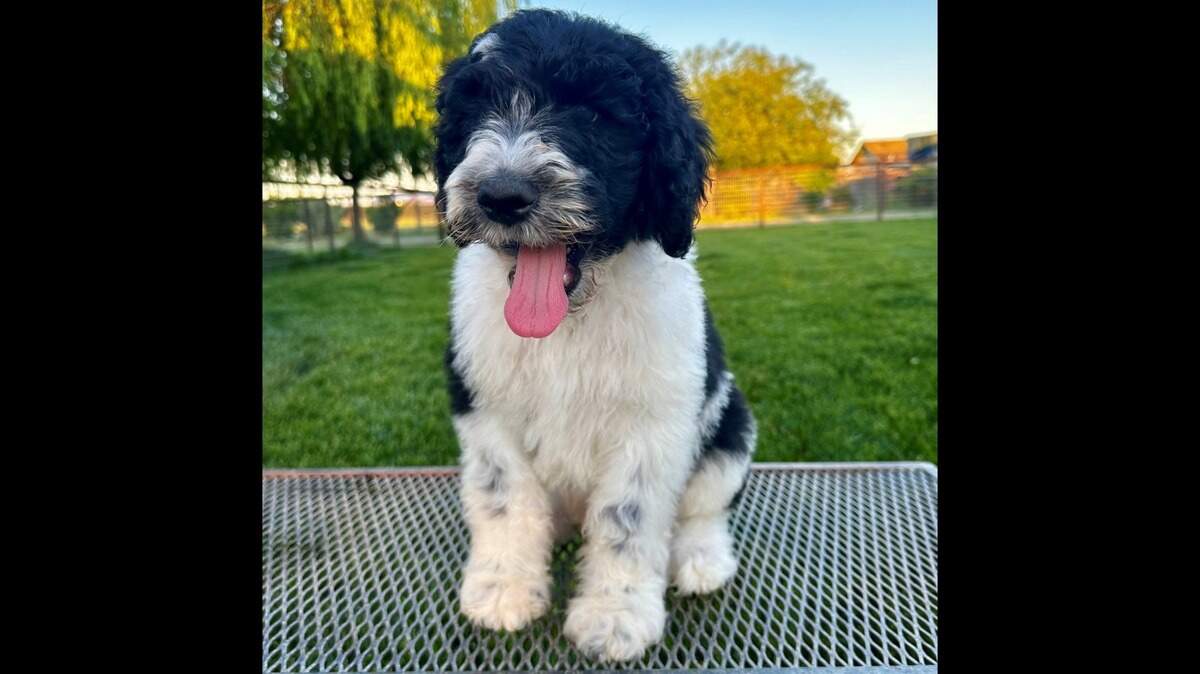 The Modesto Police Department bought a wellness dog, Maverick, from Oakdale-based IKAdoodles for $3,000.